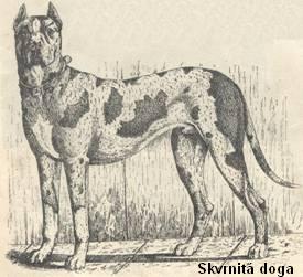 skvrndoga